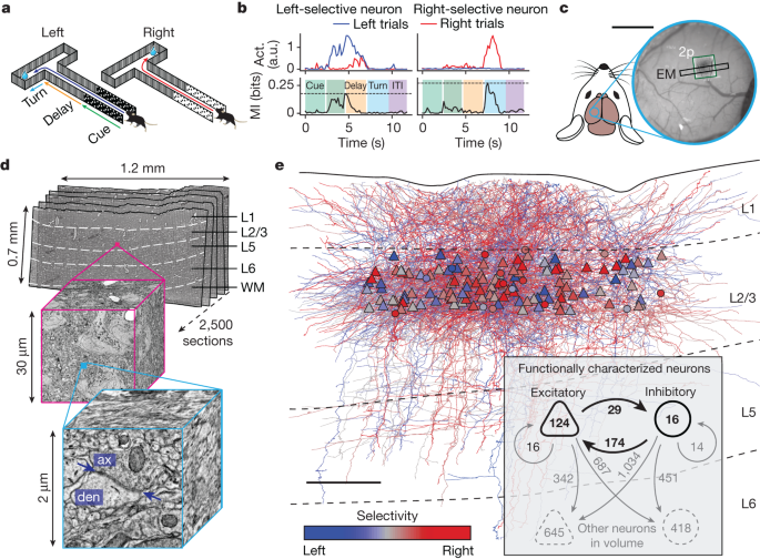 "Uncovering Neural Pathways for Decision-Making"