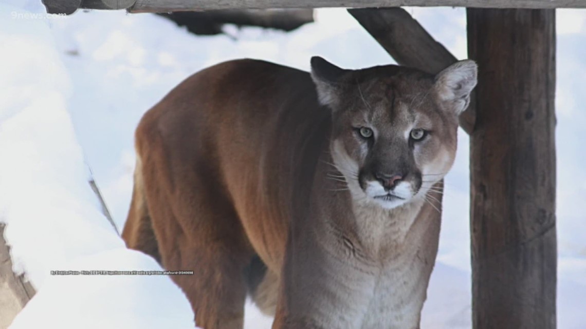Mountain Lion Attacks Soaking Man in Hot Tub and Camper Near Salt River.