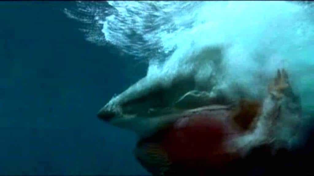 Search for Missing Surfer Presumed Dead After Shark Attack in South Australia