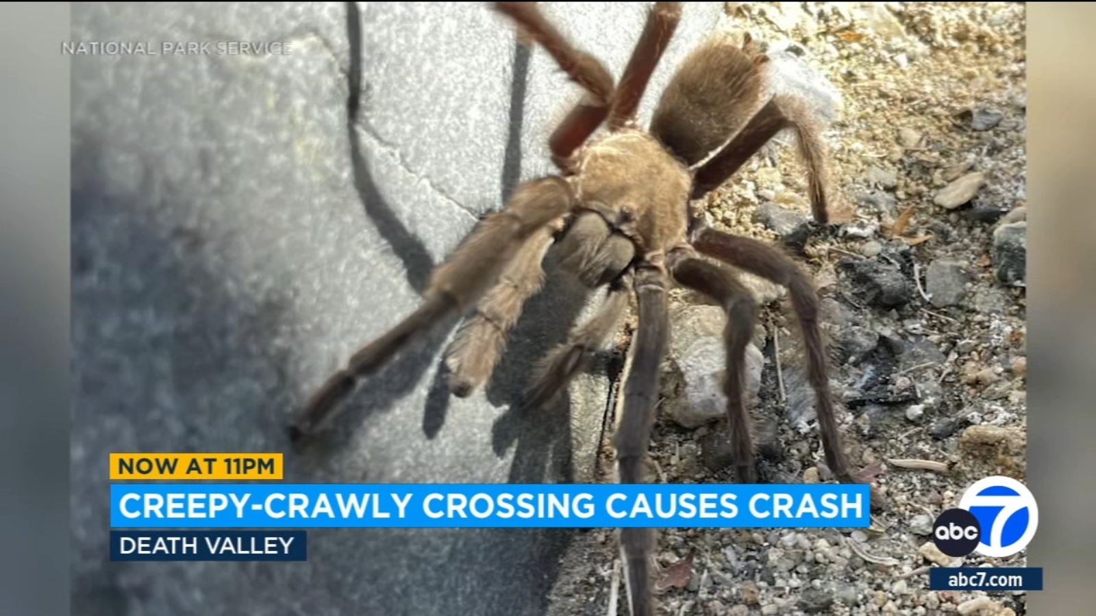 Featured image for Tourist Crash in Death Valley Caused by Tarantula on Roadway