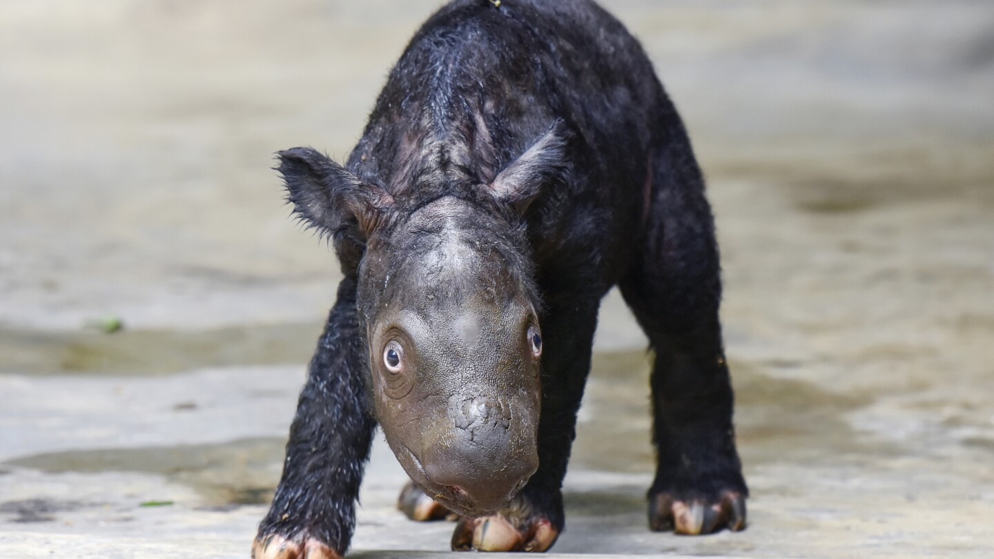 Featured image for "Rare Sumatran Rhino Calf Born in Indonesia Bolsters Endangered Population"