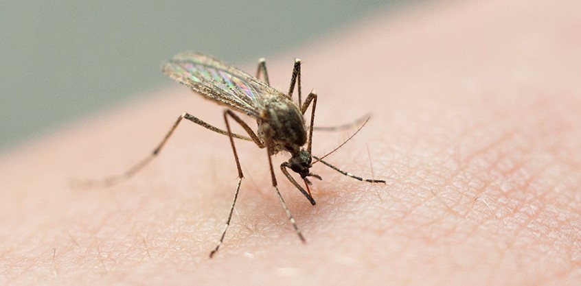 Featured image for West Nile Virus Claims Lives in Multiple Texas Cities