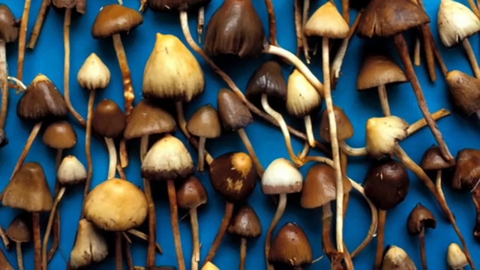 Featured image for California Assembly Approves Bill Decriminalizing Psychedelics