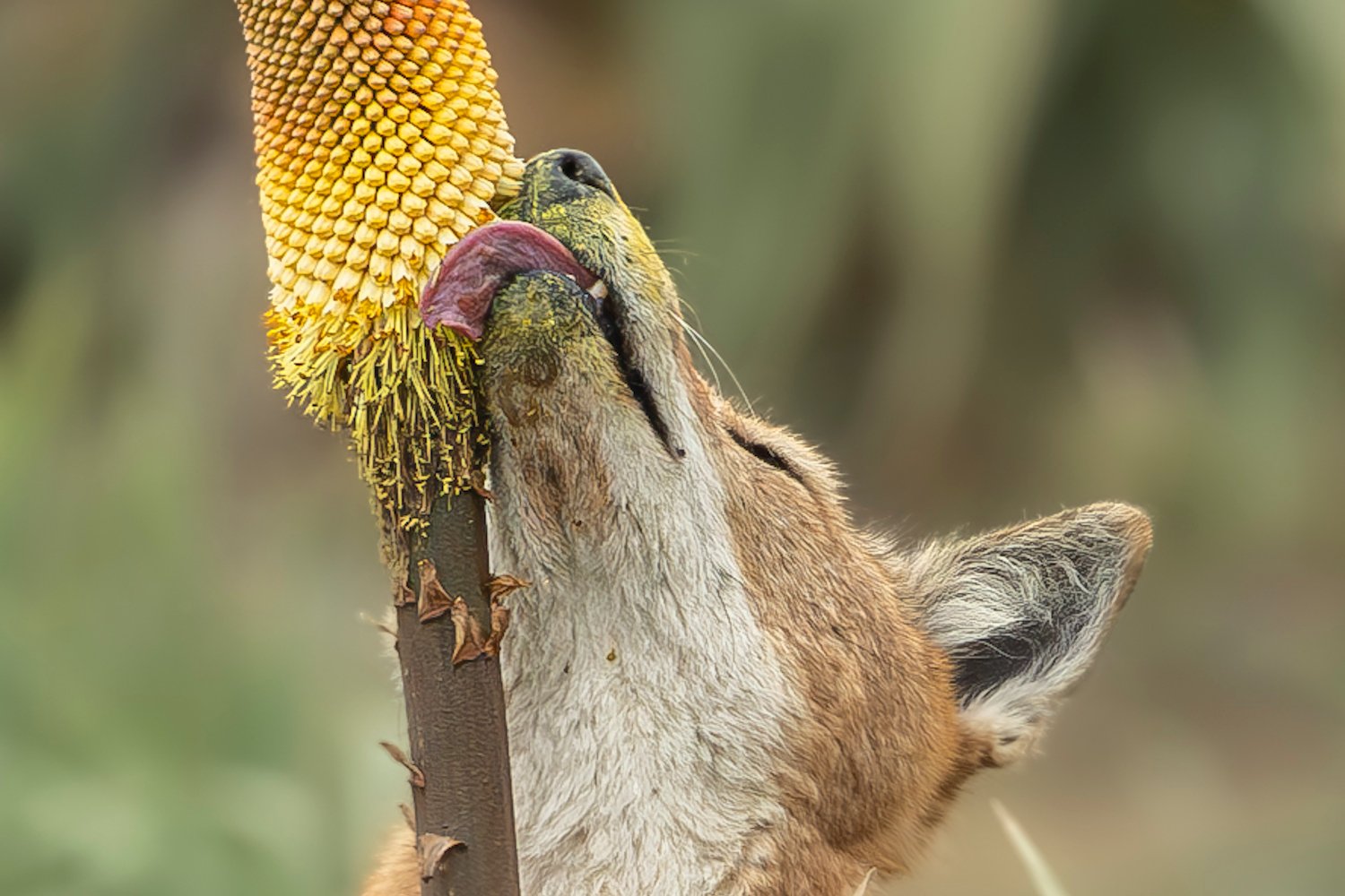 Ethiopian Wolves: The First Carnivore Pollinators with a Sweet Tooth