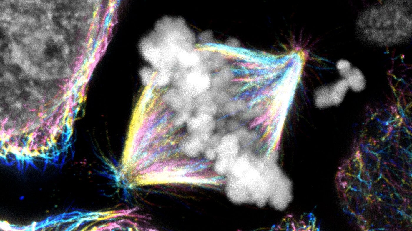 Featured image for New Insights into Protein Roles and Challenges in Cell Division Models
