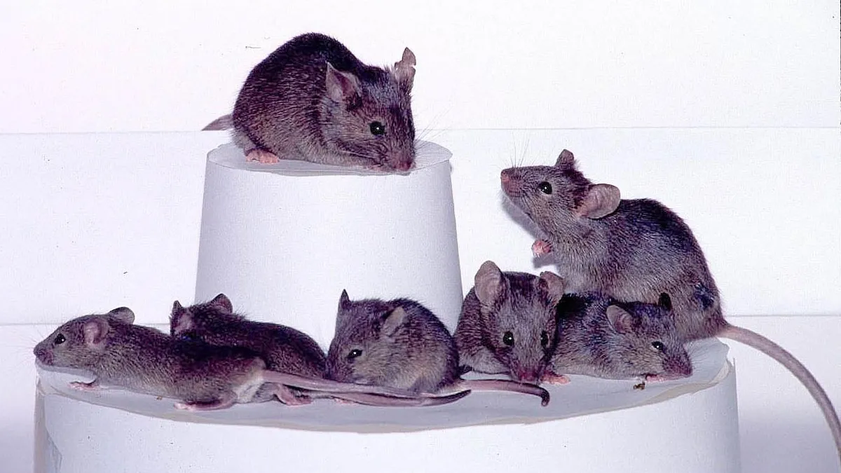 Featured image for Mice Show Self-Recognition in Mirror Test