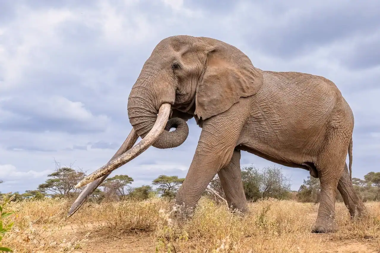 Featured image for The Legacy of Craig: A Tusked Icon's Impact on Elephant Conservation