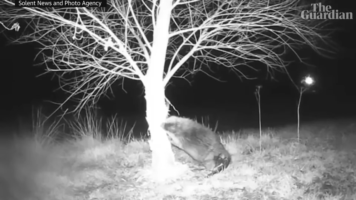 Featured image for Extinct Welsh creature discovered wreaking havoc in garden.