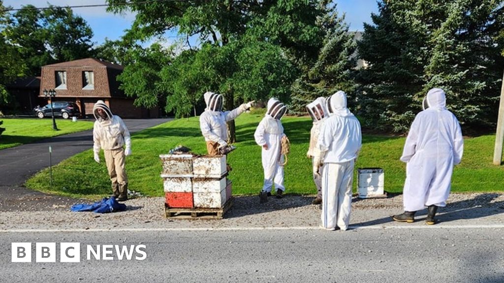Featured image for Beekeepers successfully rescue 5 million bees after truck mishap in Canada