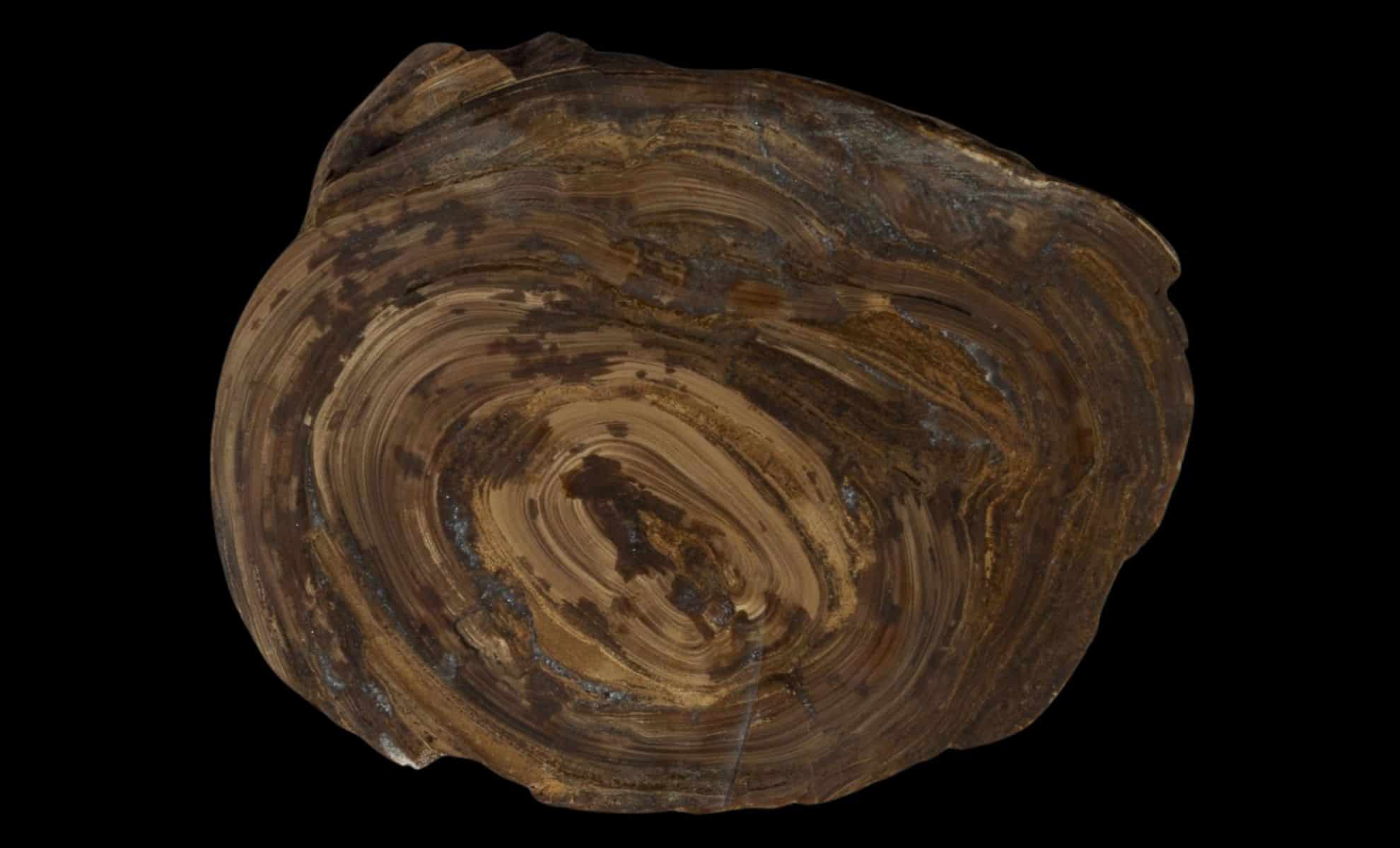 Featured image for Scientists Discover World's Oldest Stomach Stone Fossil