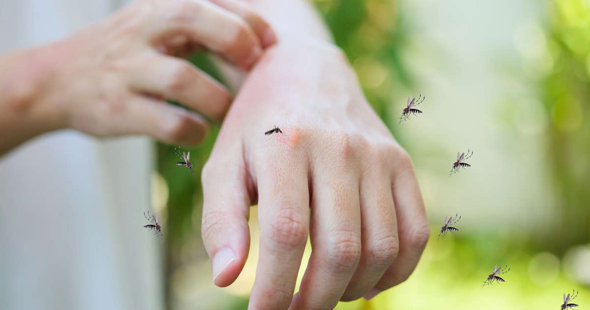 "Natural Mosquito Repellent: 5 Plants Recommended by Pest Experts"
