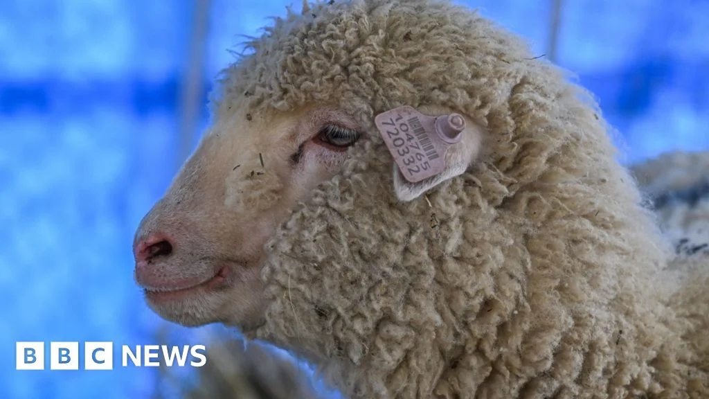 Featured image for India's First Gene-Edited Sheep Tarmeem: An Update