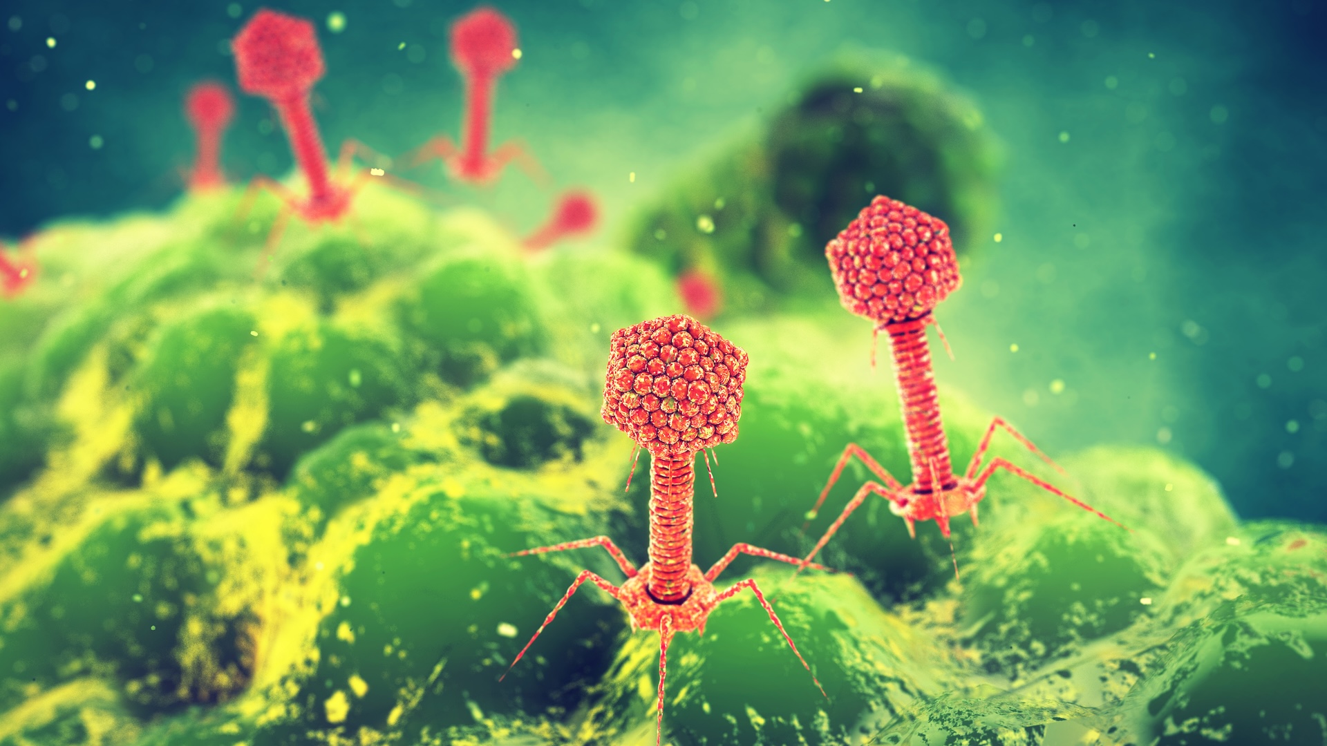 Featured image for Harnessing Viruses to Combat Antibiotic-Resistant Bacteria