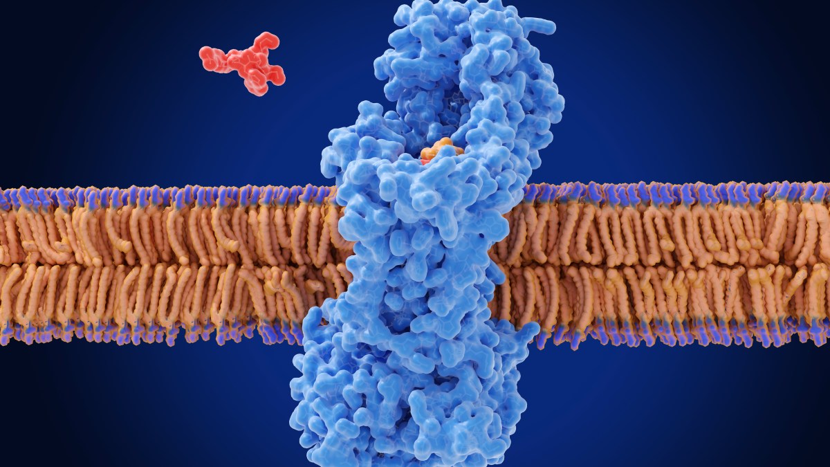 Featured image for New Antibiotic in Final Trials to Combat Superbugs