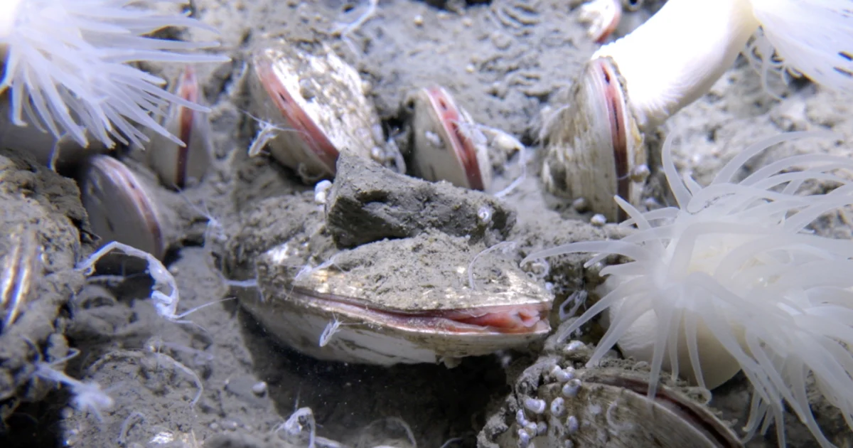 Featured image for Deep-Sea Ecosystems: New Discoveries at the Ocean's Greatest Depths