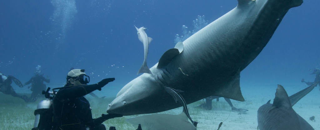 Featured image for Sharks' Bizarre Behavior When Upside Down Remains a Mystery