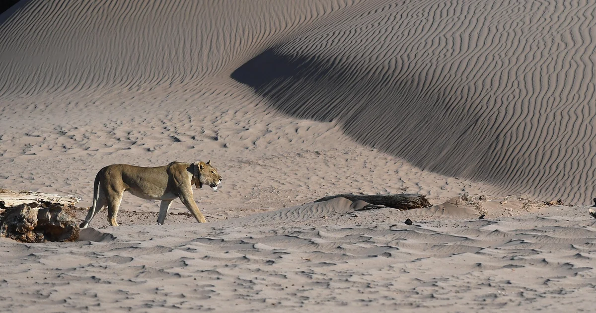 Featured image for Lioness kills Namibian philanthropist and businessman at safari lodge