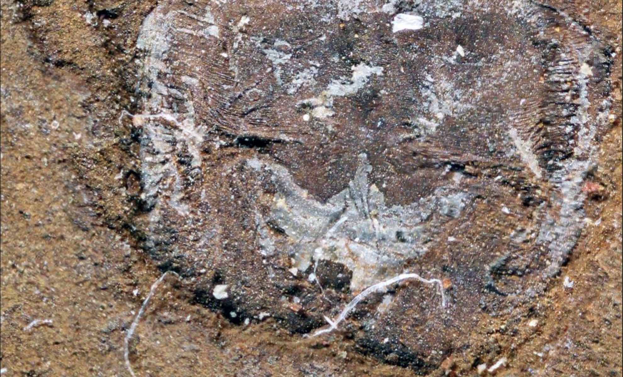 Featured image for Revolutionary Fossil Challenges Evolutionary History