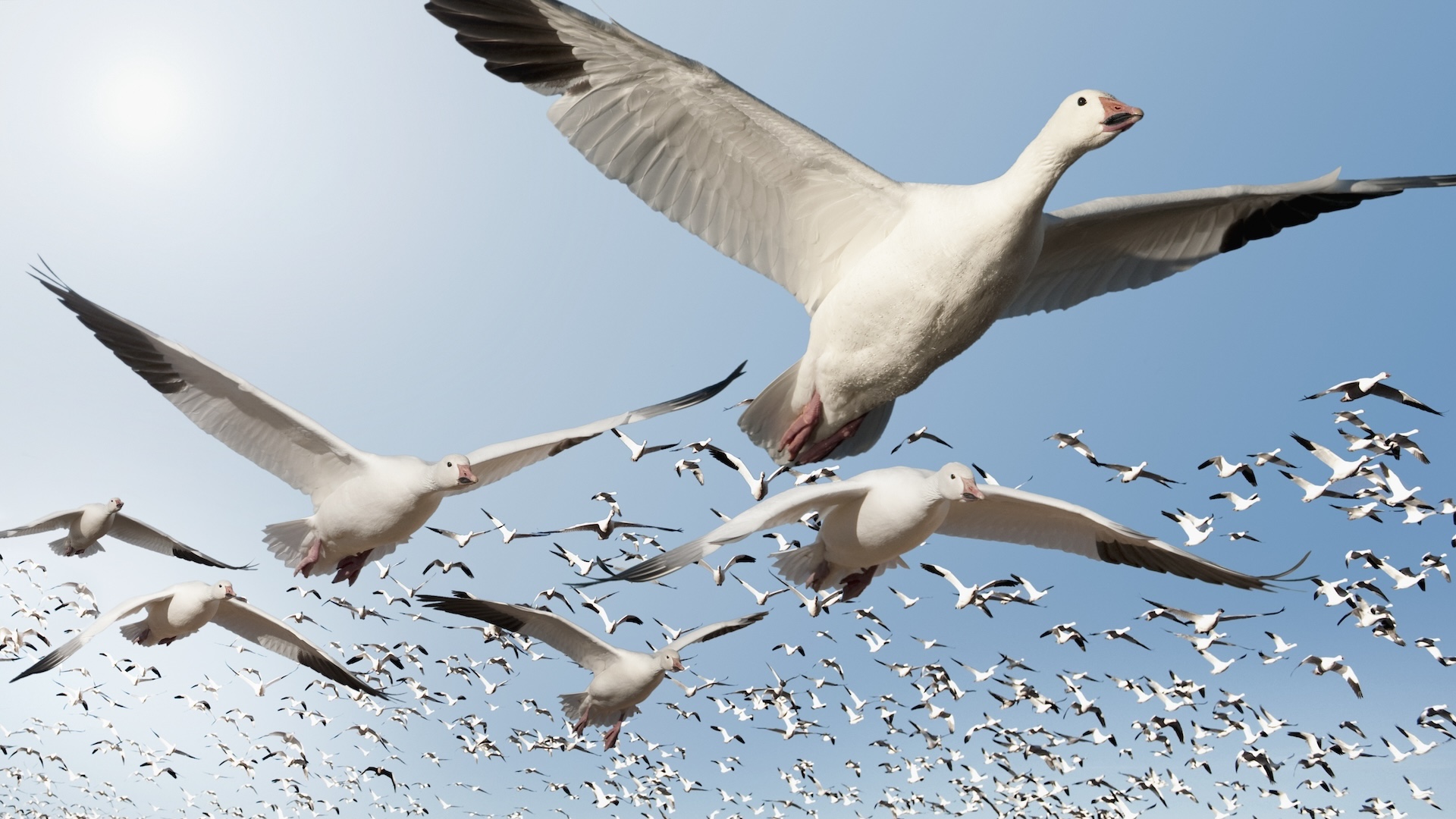 Featured image for How Do Migrating Birds Navigate?