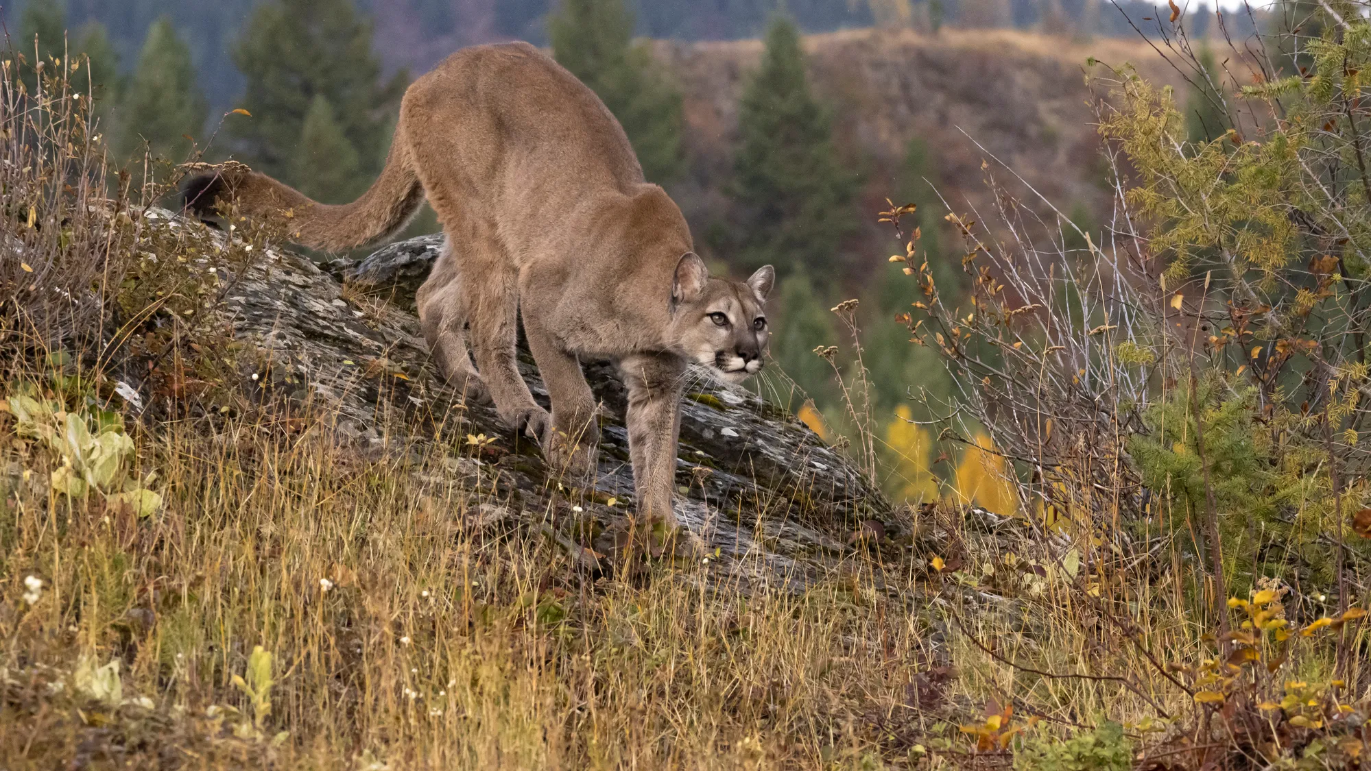 Featured image for Four-Year-Old Injured in Mountain Lion Attack at Olympic National Park