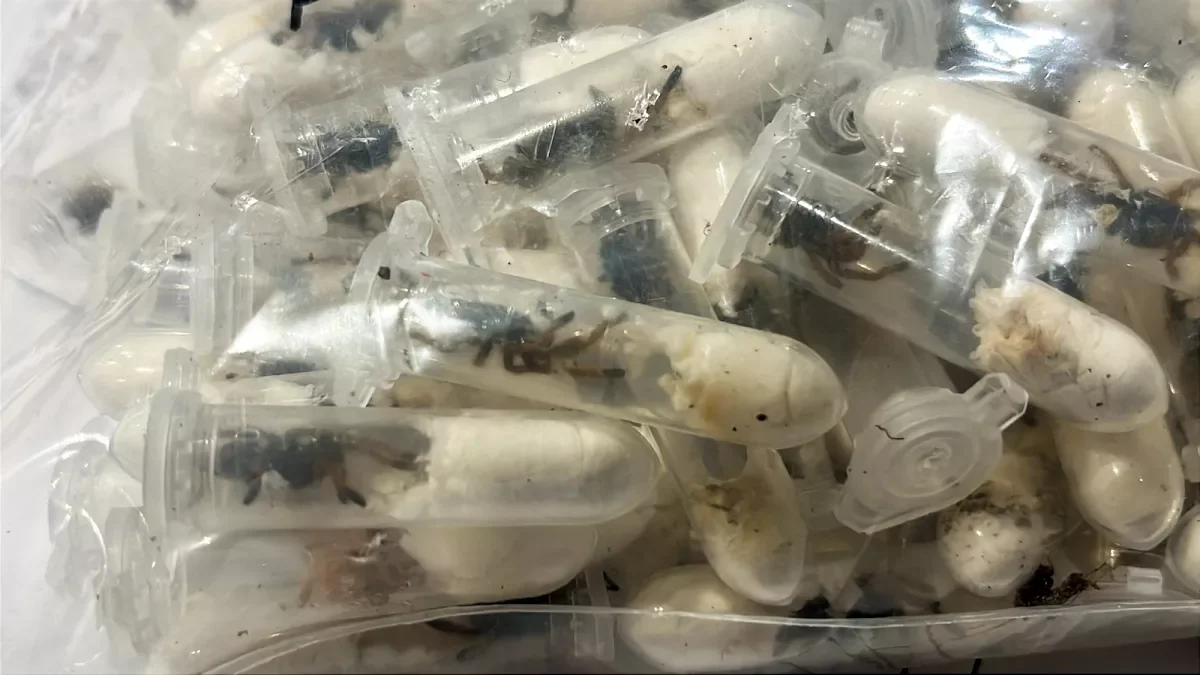 Featured image for German Customs Seize 1,500 Tarantulas Hidden in Cake Boxes