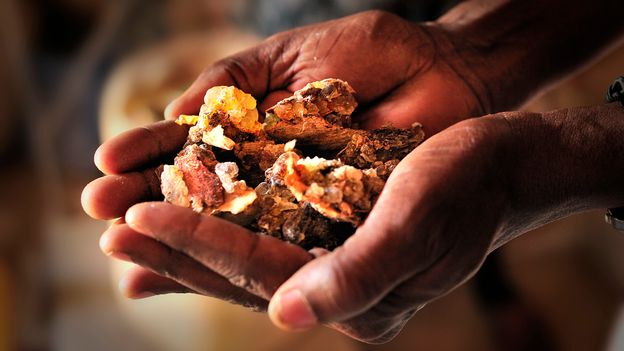 Featured image for Global Shortage of Frankincense Explained