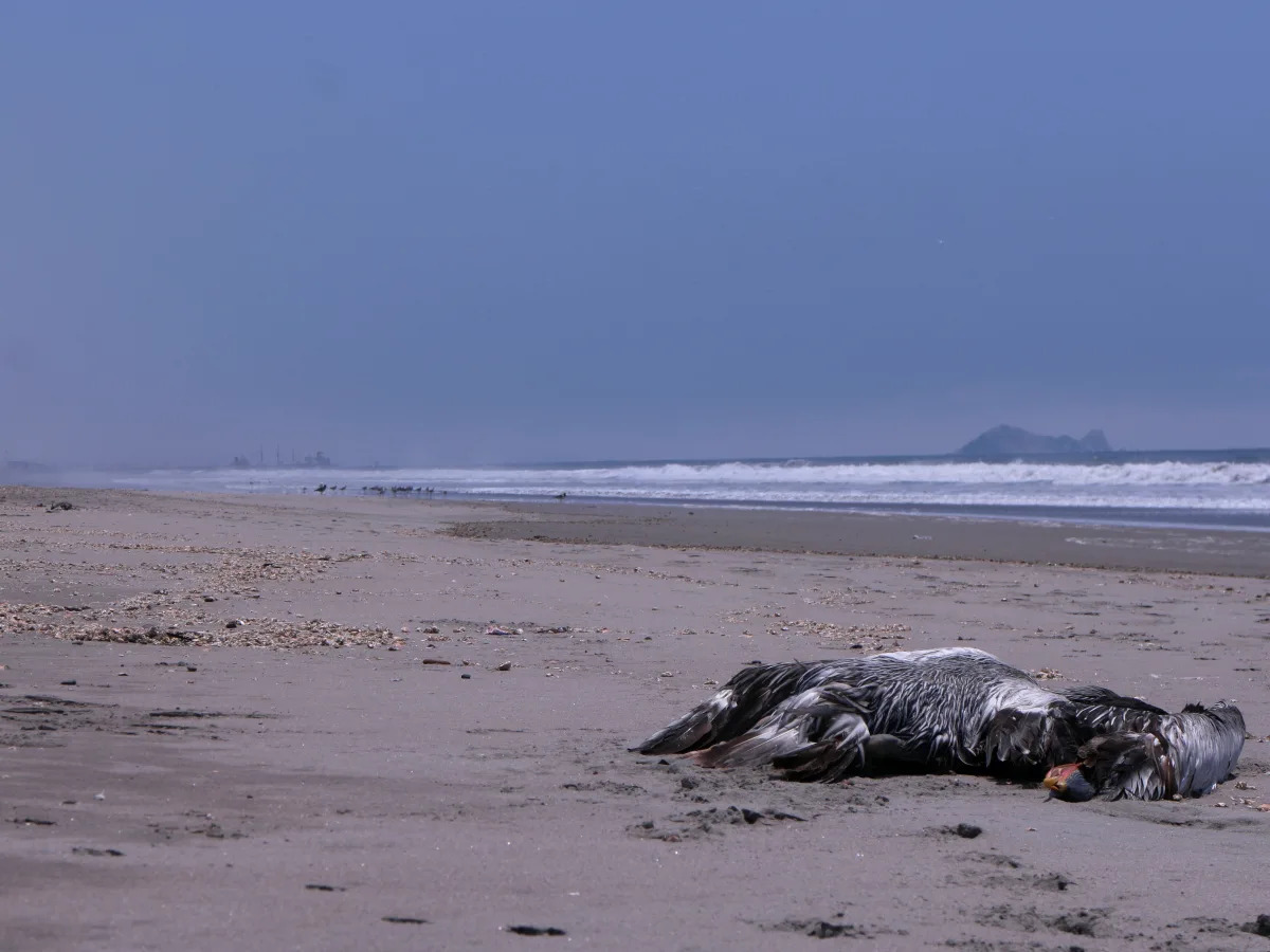 Featured image for Urgent action needed as worst bird flu outbreak devastates US poultry industry.