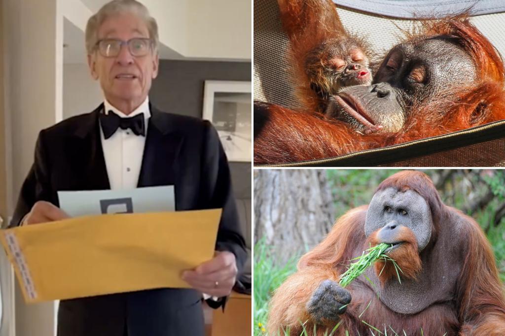 Featured image for "Maury Povich solves paternity mystery of baby orangutan at Denver Zoo"
