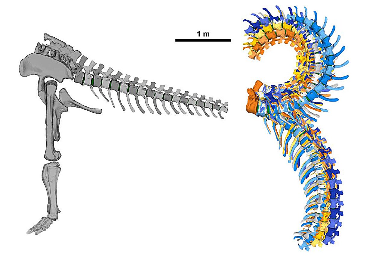 Featured image for 3D Study Reveals Giraffatitan's Tail Movement Mechanics