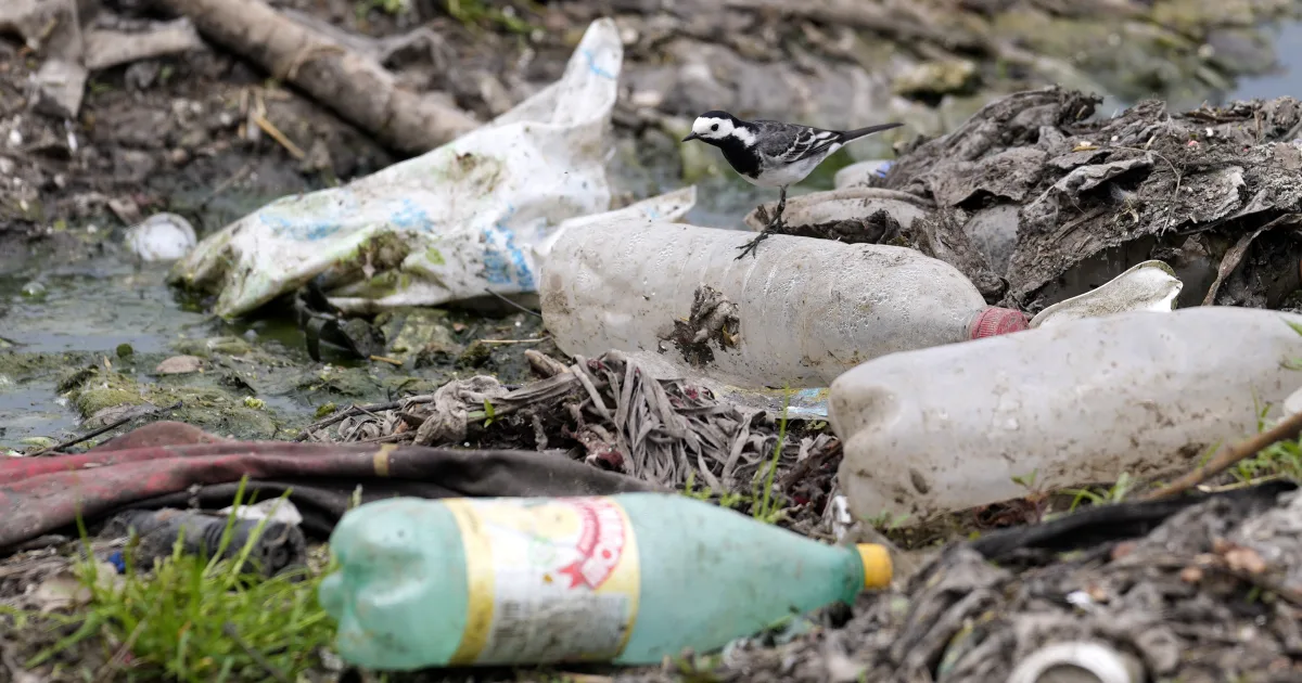 Featured image for Arctic microbes offer solution to plastic pollution.