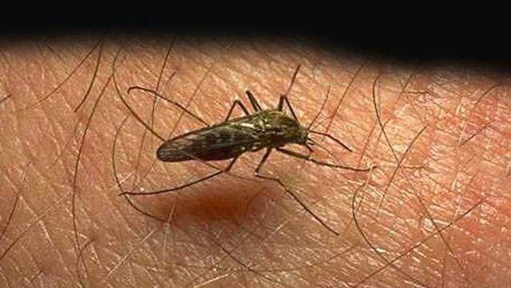 Featured image for Greenville Offers Free Mosquito Control After Ranking 29th in Infestation