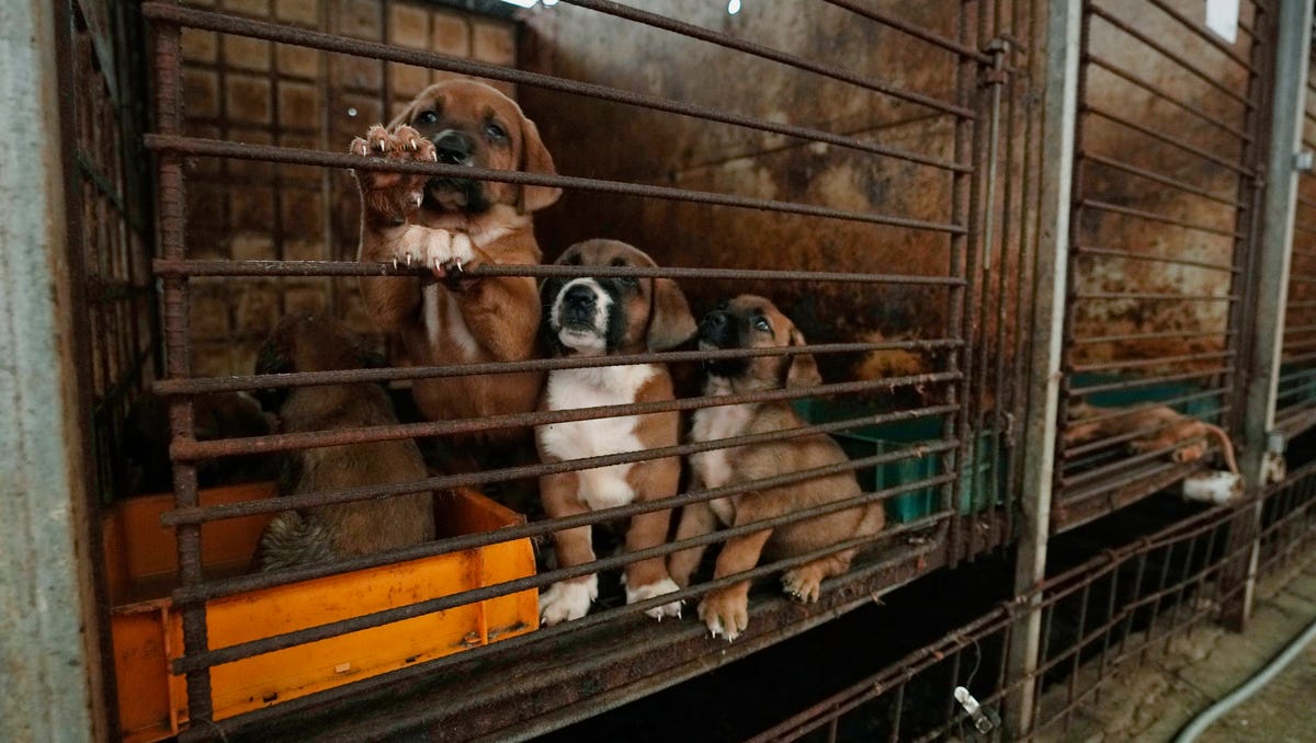 Featured image for "South Korean Dog Meat Farmers Fight Against Industry Ban"