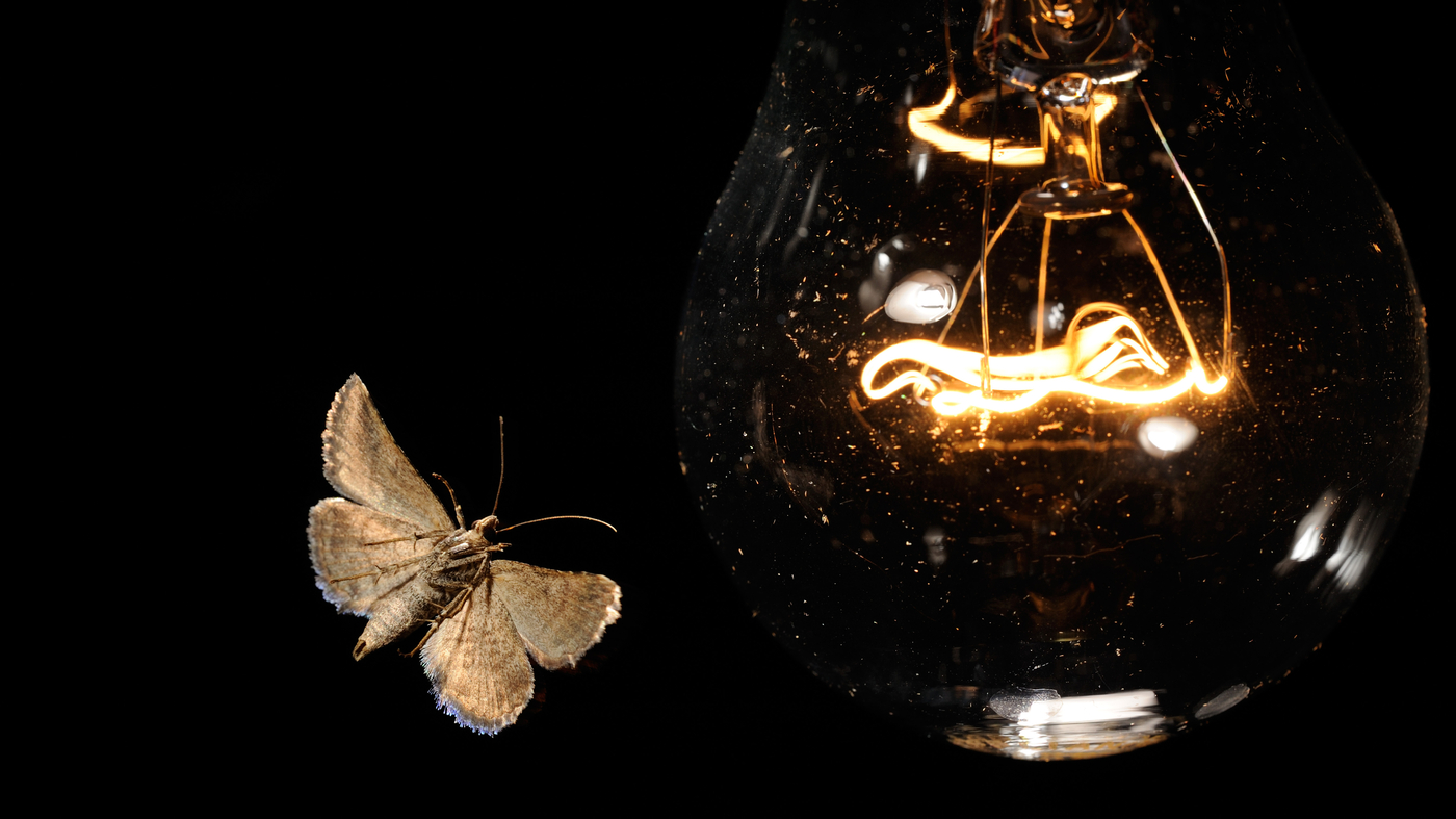 Featured image for The Confusing Attraction: How Artificial Light Affects Insects