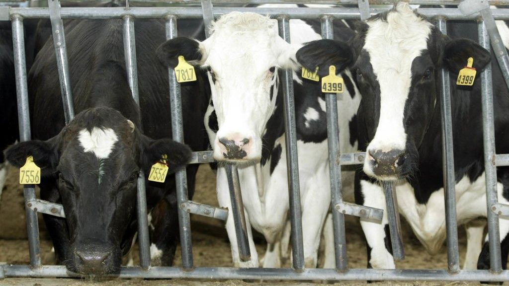 "Dairy Cows in Texas and Kansas Test Positive for Highly Pathogenic Bird Flu, Prompting USDA Warning"