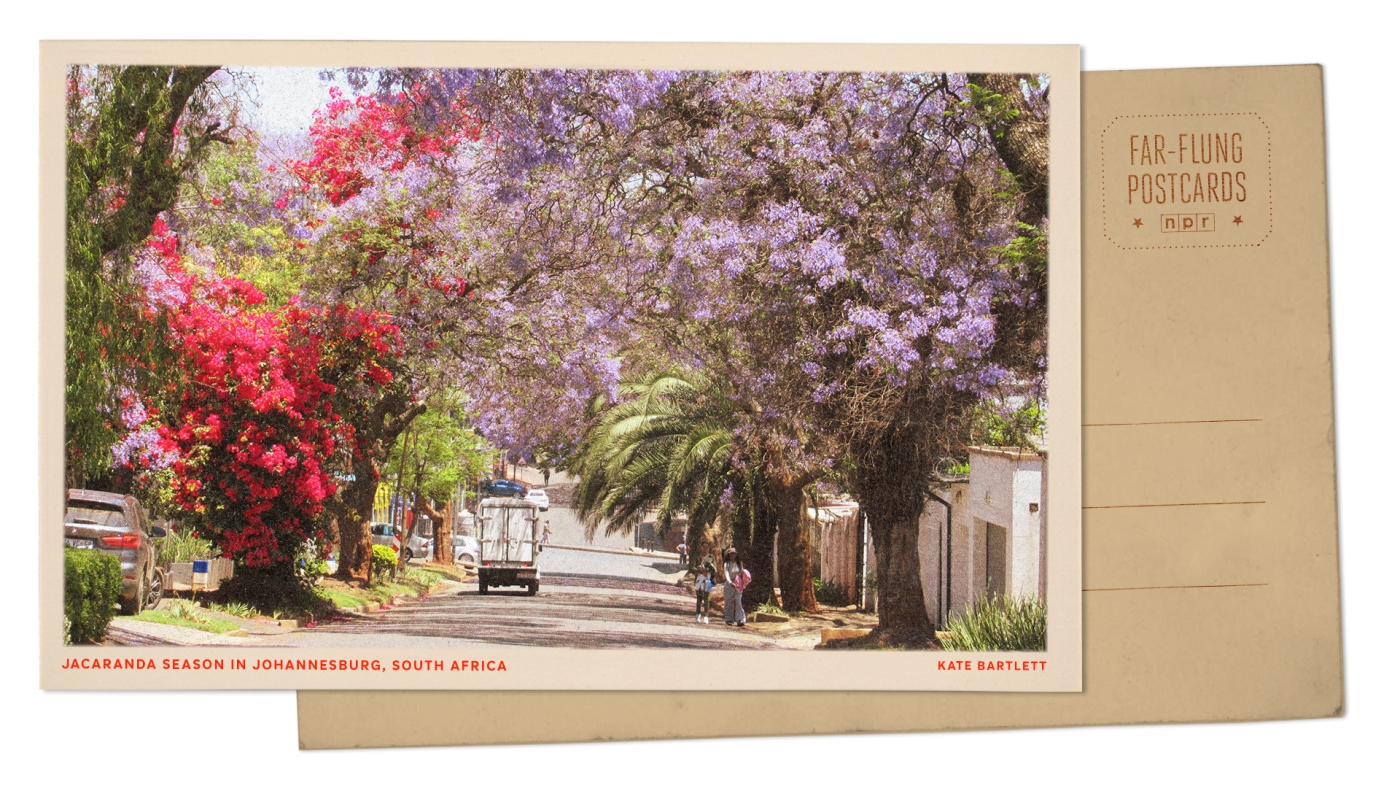 Featured image for Spring Blooms in Johannesburg with Jacaranda Spectacle