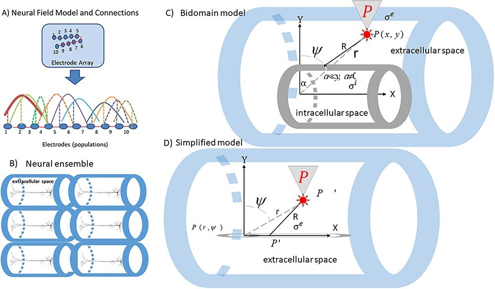 Featured image for Unveiling the Role of Electric Fields in Memory Formation