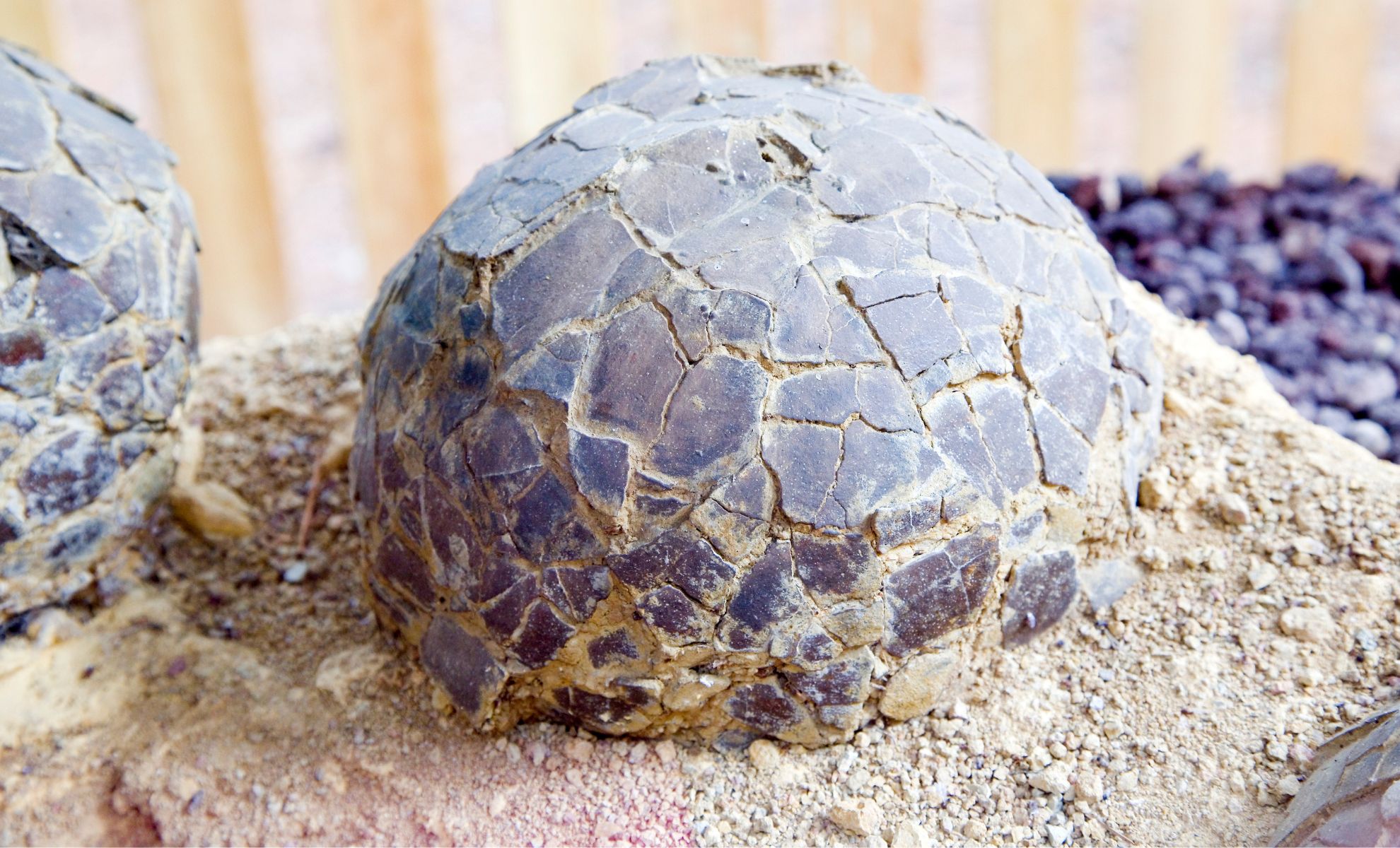 Featured image for Ancient Birds Nested in the Arctic During Dinosaur Era