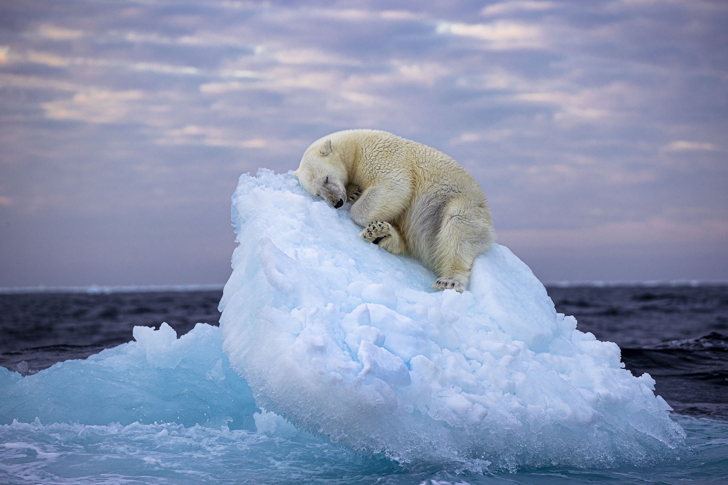 "Sea Ice Snooze: Polar Bear Wins Wildlife Photography Award"