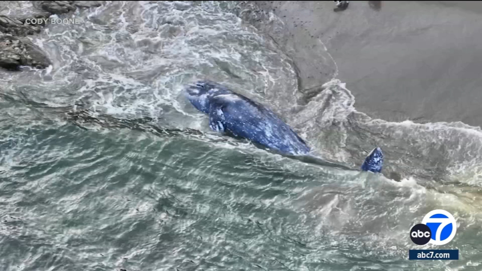 Featured image for "Drone-Captured Video Shows Gray Whale Washing Ashore in Malibu"