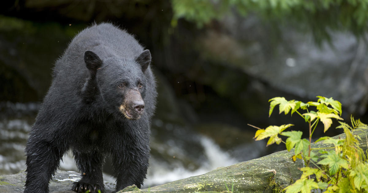 Black bear seriously injures woman in Minnesota attack.