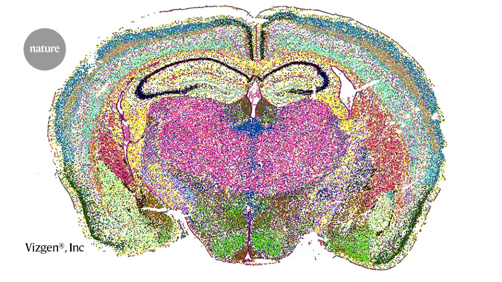 Featured image for "Unraveling the Mysteries: Mapping the Intricate Mouse Brain"