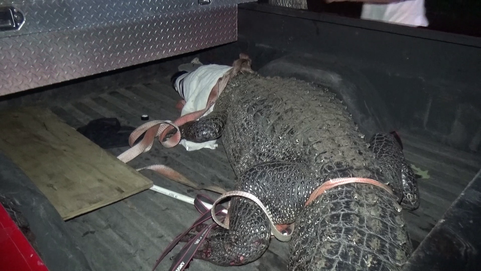 "Texas Neighborhood on Alert as 11-Foot Alligator with Missing Limb Roams"