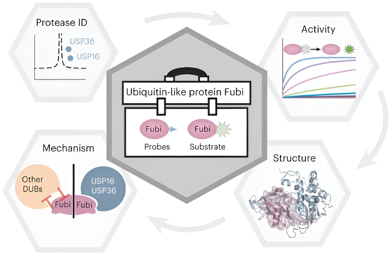 Featured image for The Dual Role of Deubiquitinating Enzymes: Protein Factories and Fubi Proteases