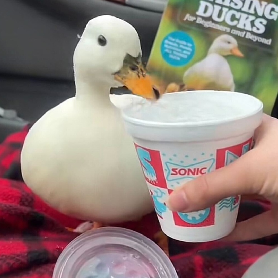 Featured image for Viral Sensation 'Dunkin Duck' Munchkin Passes Away After Vet Visit