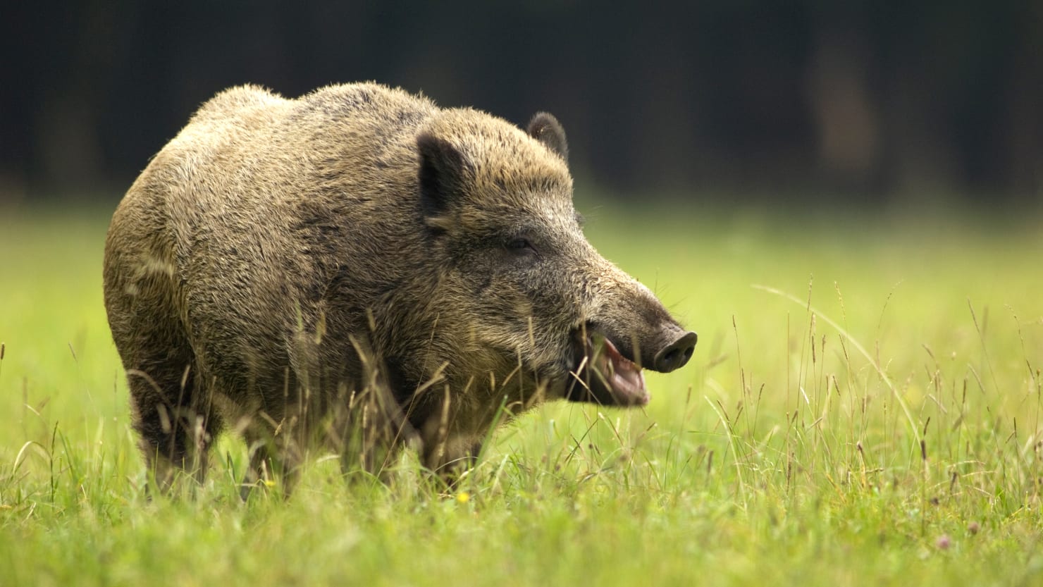 Featured image for Radioactive Wild Pigs Found in Germany Linked to Nuclear Weapons Tests