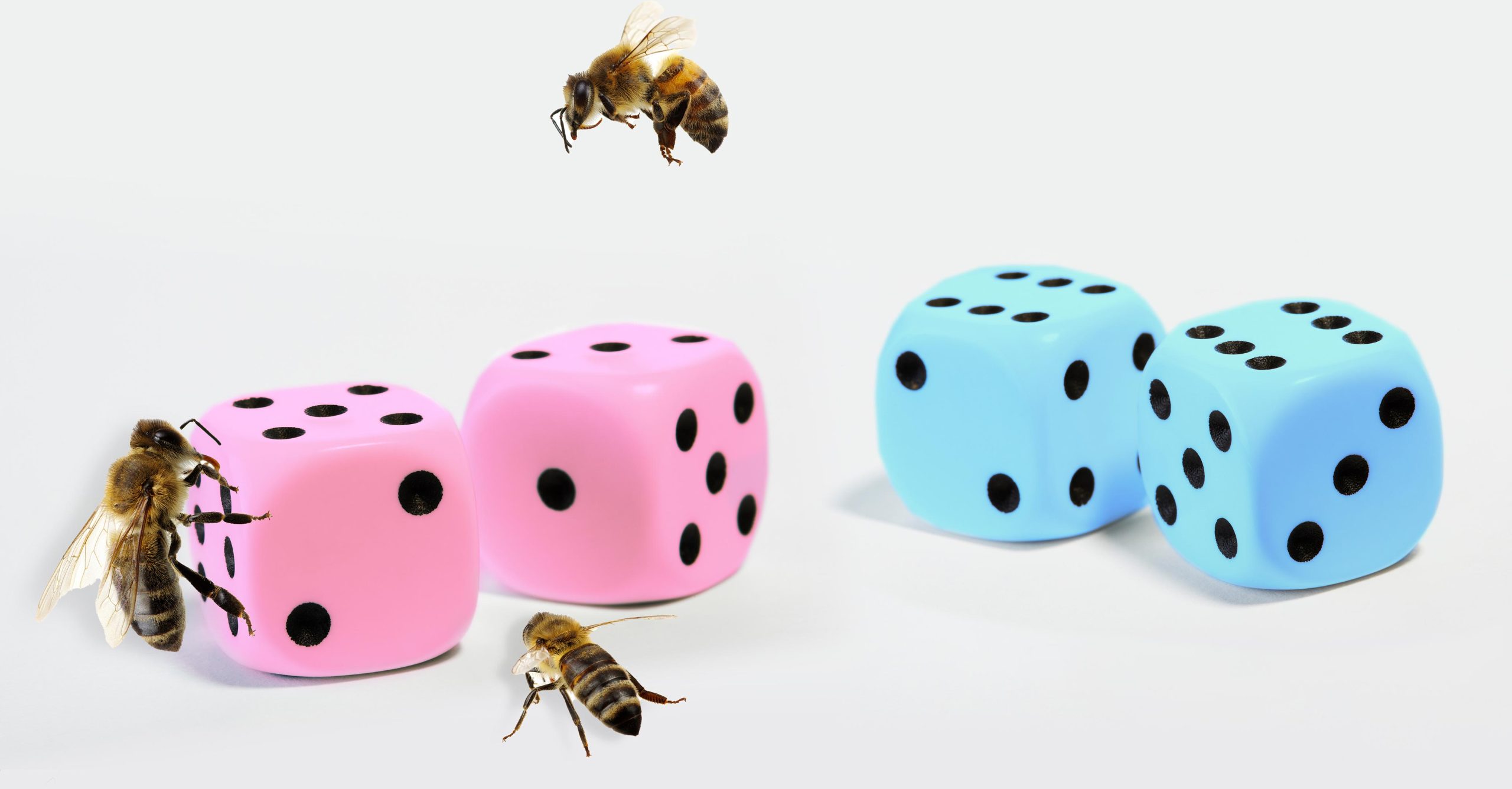 Featured image for Cracking the Centennial Enigma: Unveiling the Molecular Dice that Determine Bee Sex