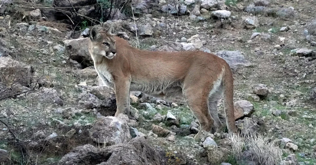 Featured image for Multiple Mountain Lion Attacks in Colorado Result in Fatalities and Injuries