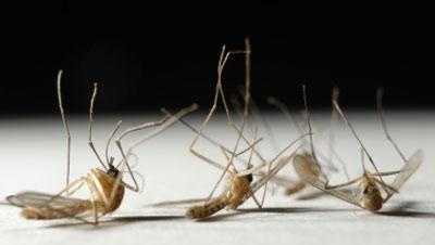 Featured image for First West Nile Virus Death Reported in Yolo County for 2023