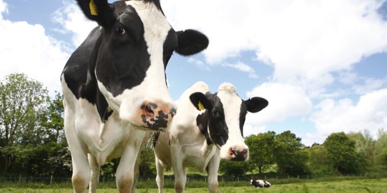 Highly Pathogenic Bird Flu Detected in Texas and Kansas Dairy Cows
