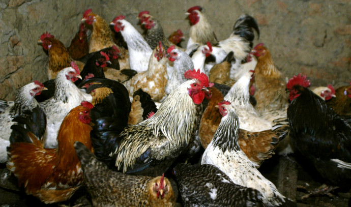 Featured image for Rapidly evolving bird flu outbreak poses deadly threat, warn experts.